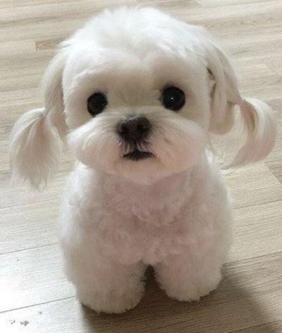 담당자